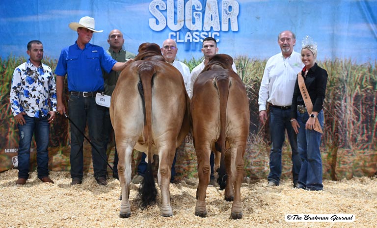 2022 Louisiana Sugar Classic Grand Champion Produce of Dam