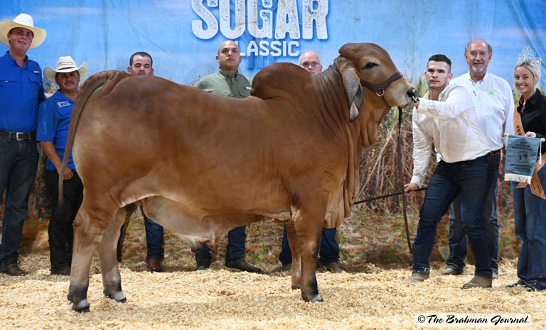 2022 Louisiana Sugar Classic Intermediate Champion Bull