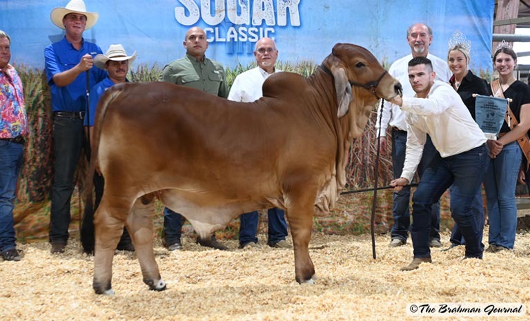 2022 Louisiana Sugar Classic Reserve Calf Champion