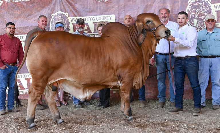 2022 Washington County Fair Reserve Intermediate Champion Bull