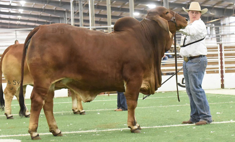 2022 San Antonio Livestock Show Junior Champion Female