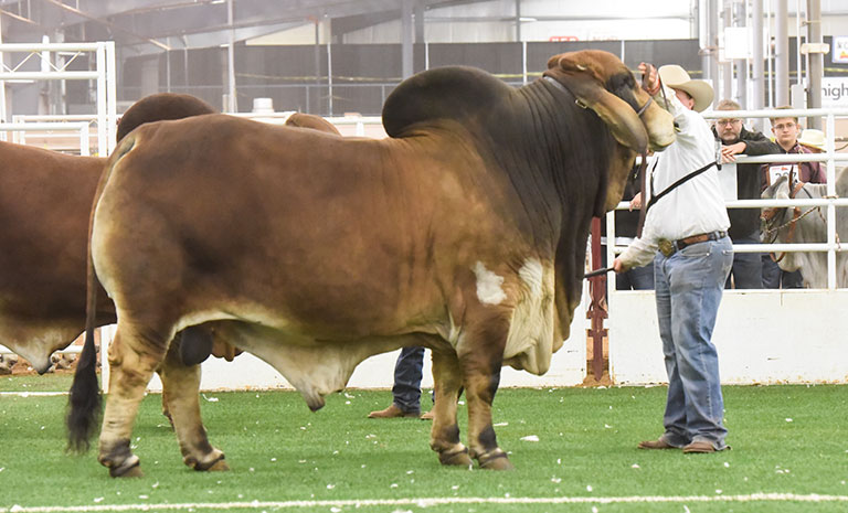2022 San Antonio Livestock Show Senior Champion Bull